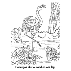 一只单腿站立的火烈鸟