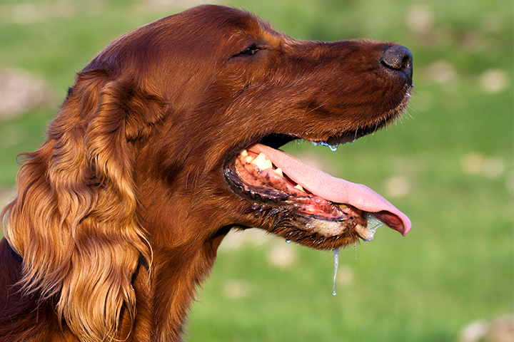 狗唾液中的蛋白质可能是婴儿对狗过敏的原因