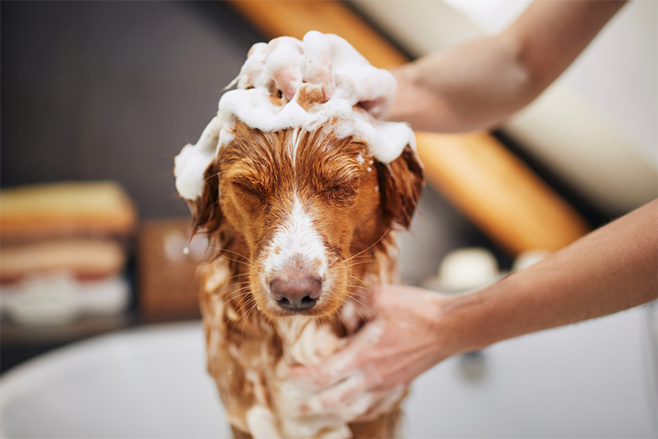 定期给狗洗澡可以帮助防止婴儿对狗过敏