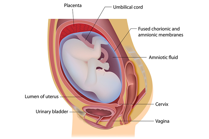 孕妇解剖