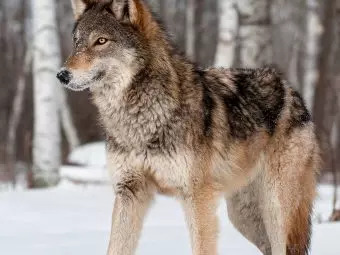 25-Unknown-Wolf-Facts-And-Information-For-Kids1