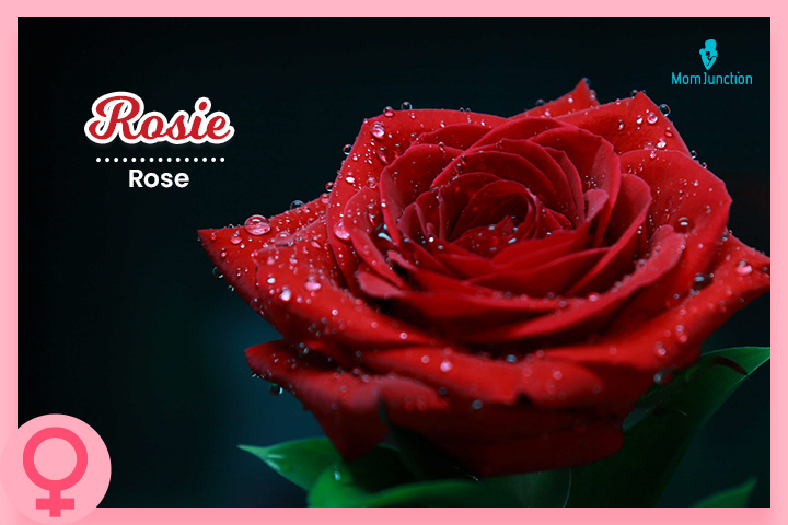 罗西这个名字的灵感来自玫瑰