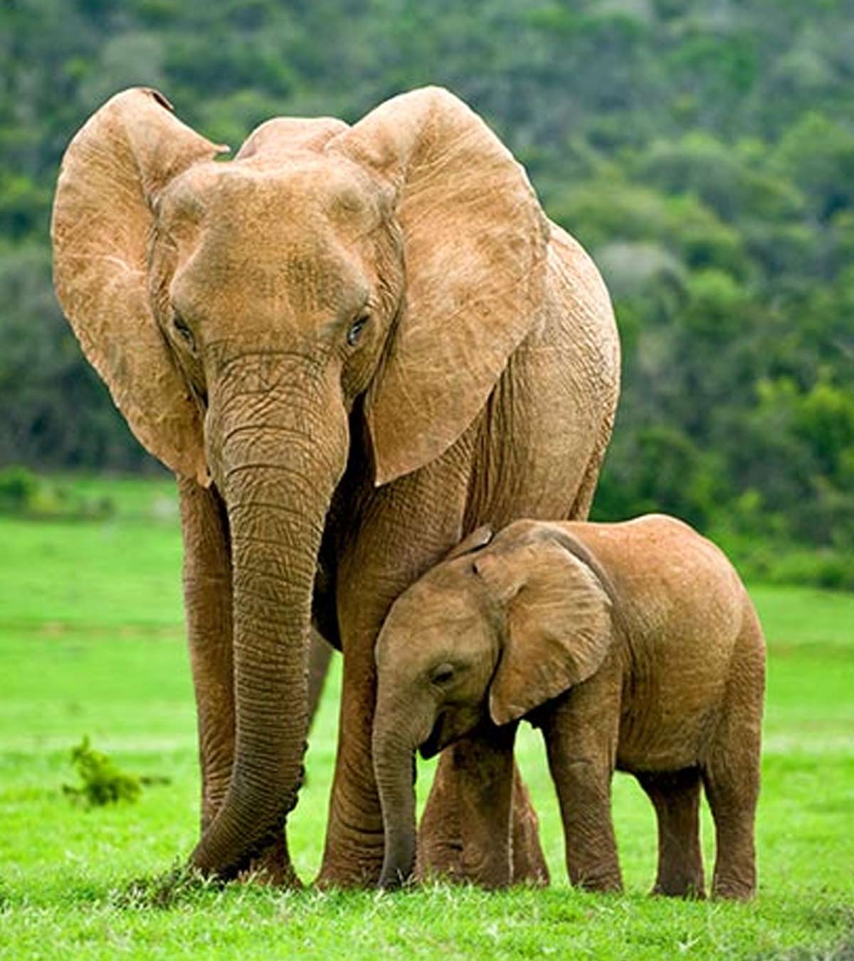 给孩子们关于大象的25个有趣而惊人的事实