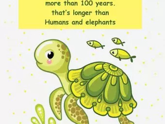 关于海龟的25个有趣的事实