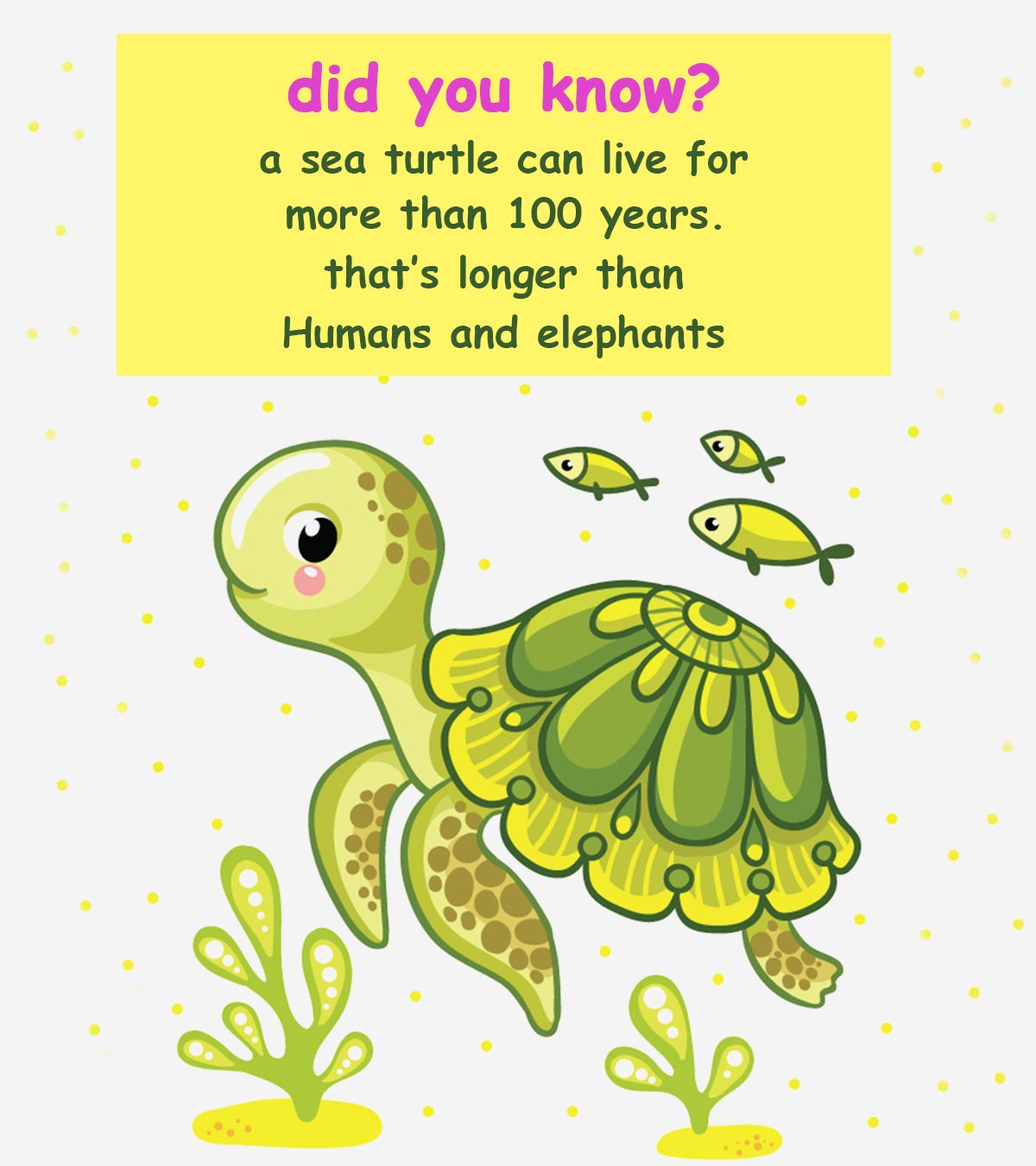关于海龟的25个有趣的事实