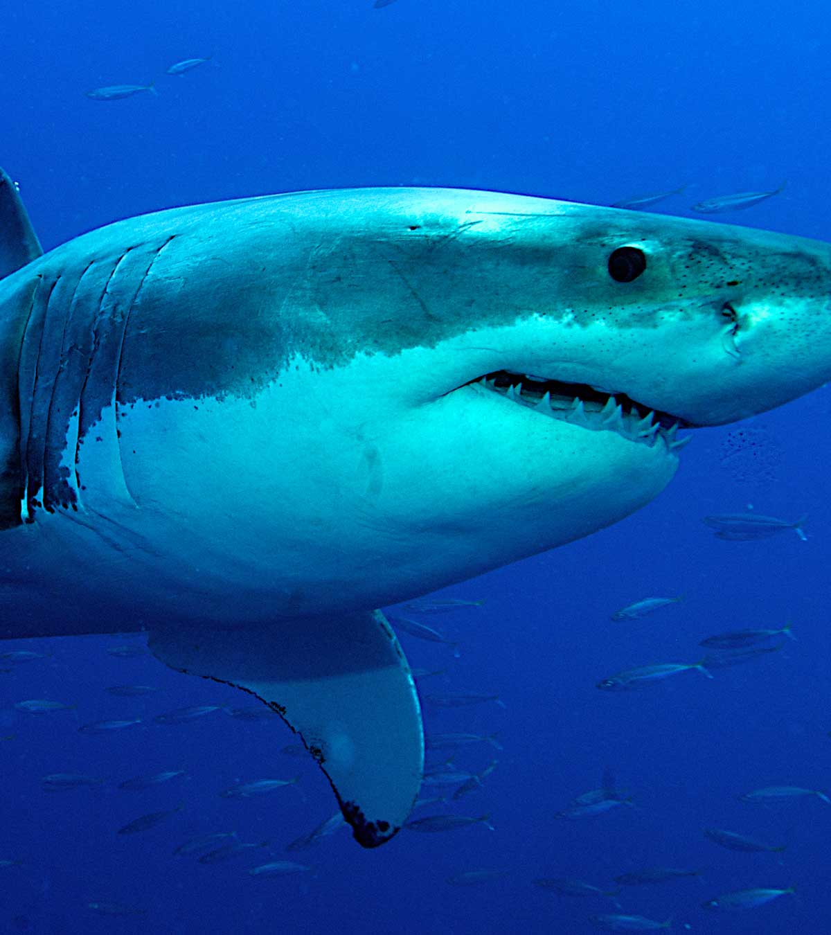 关于大白鲨的35个鲜为人知的事实