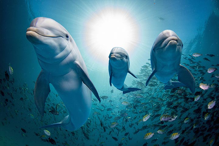 儿童水上动物信息，海豚