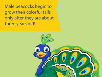 给孩子们的25个关于孔雀的精彩事实和信息