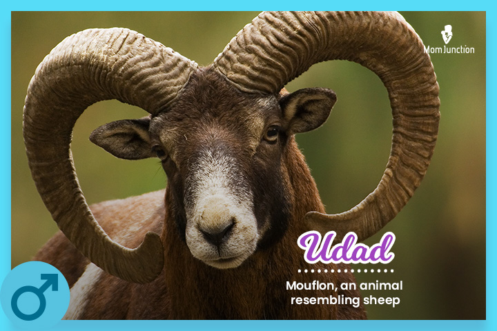 Udad的意思是Mouflon，一种类似绵羊的动物