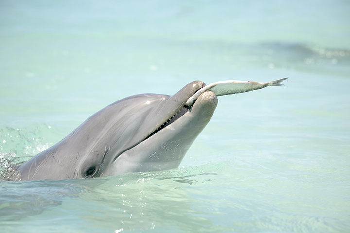 关于儿童海豚的饮食事实