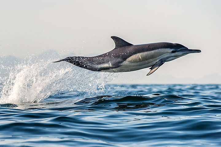 关于儿童海豚的栖息地和濒危事实