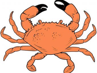 如何画一只螃蟹10个简单的步骤遵循
