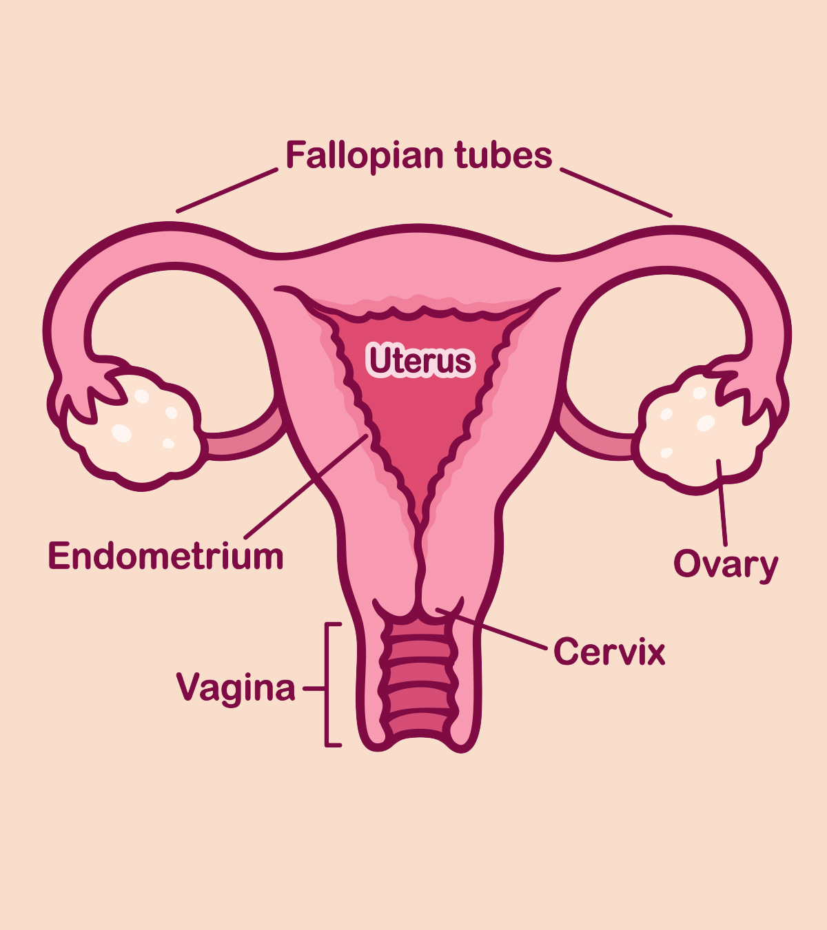 妊娠早期宫颈位置的作用及变化