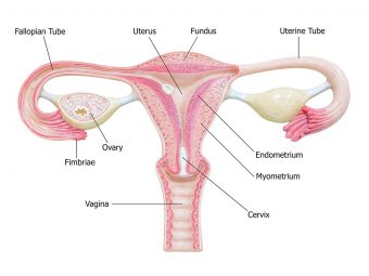 子宫内膜厚度正常范围是多少