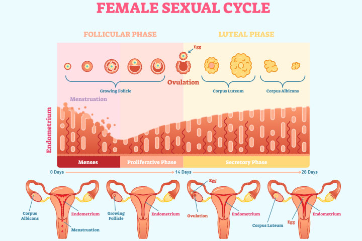 月经周期子宫内膜厚度的变化