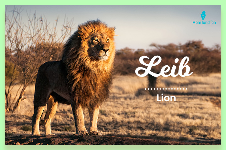 以狮子为灵感的犹太姓氏，Leib