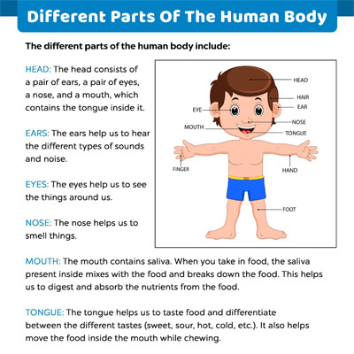 人体的不同部位:概述