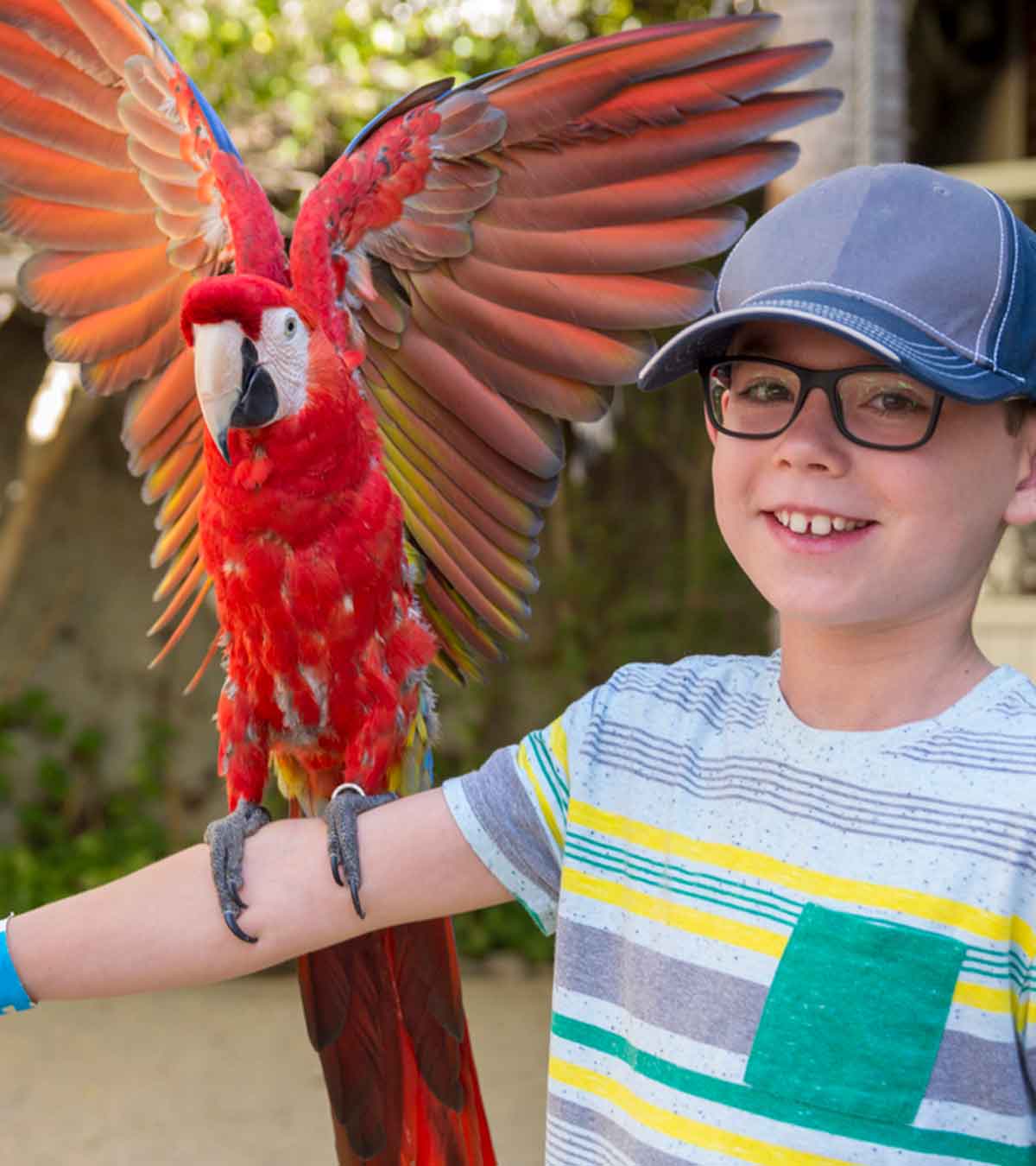 关于儿童鹦鹉的25个有趣的事实和信息