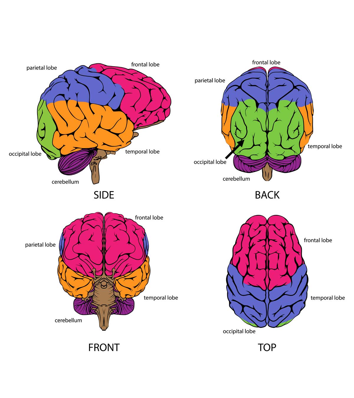 14信息事实，图表和人类大脑的部分为儿童