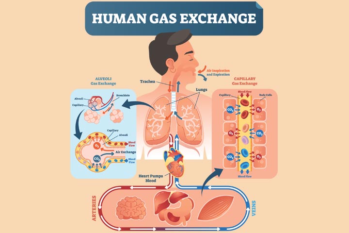 人体气体交换的插图，儿童呼吸系统