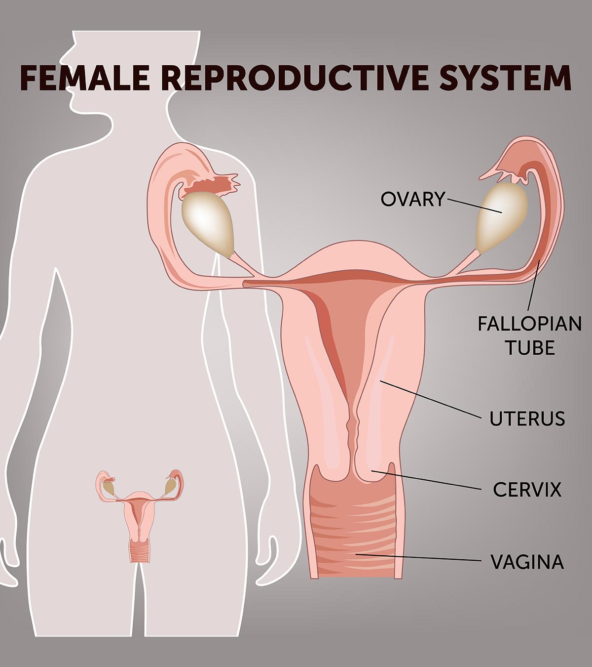 女性生殖系统:它的组成、功能和事实