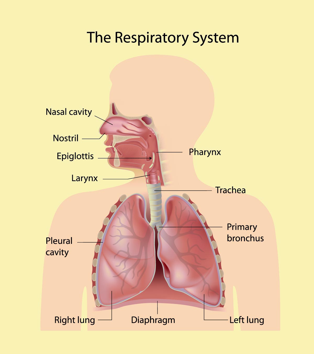 30个有趣的孩子呼吸系统的事实