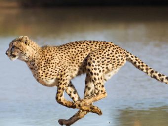 21 Fun And Interesting Facts About Cheetah For Kids