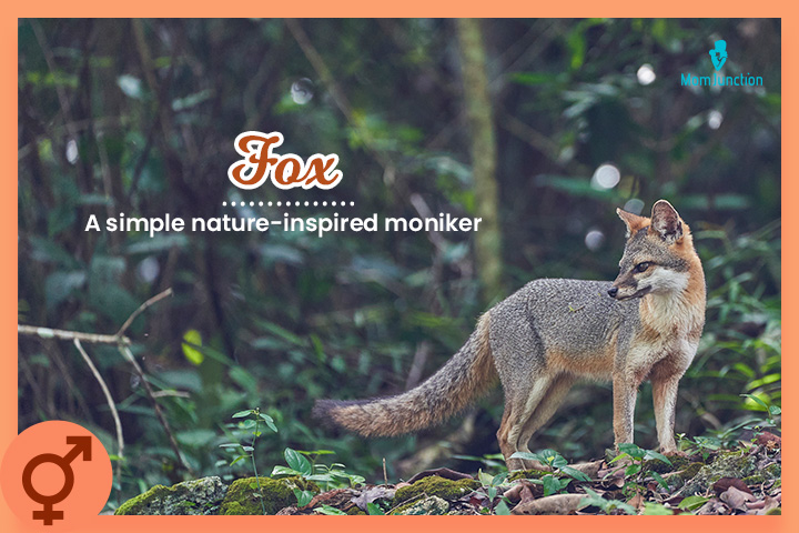 Fox，非二进制名称