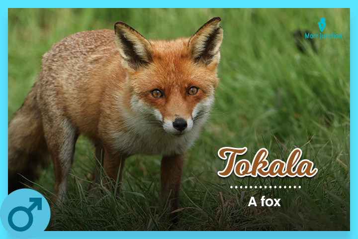 托卡拉，一只独立而顽皮的狐狸