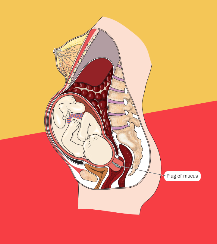 什么是怀孕期间的粘液堵塞，它看起来像什么?