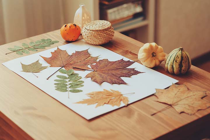 把每一片叶子贴在不同的纸上。