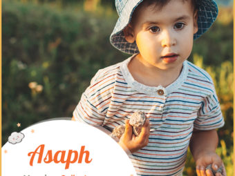 Asaph meaning a collector