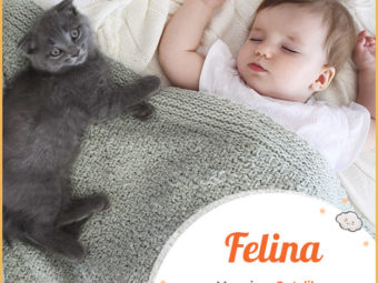 Felina,猫科