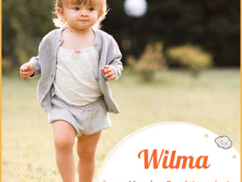 Wilma的意思是保护者