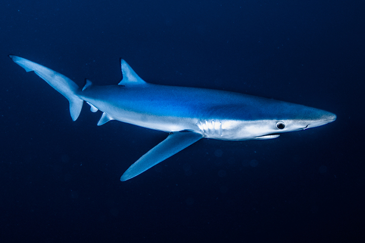 蓝鲨对人类很友好。