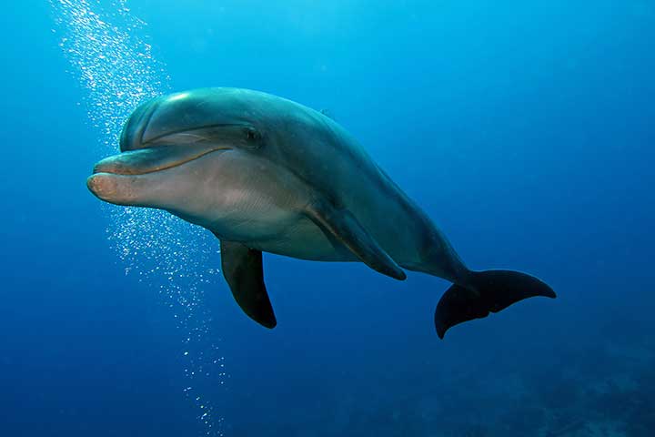 宽吻海豚是最常见的物种