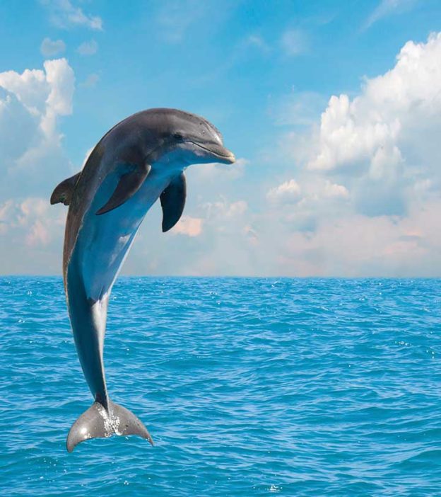 给孩子们的50个有趣而迷人的海豚知识