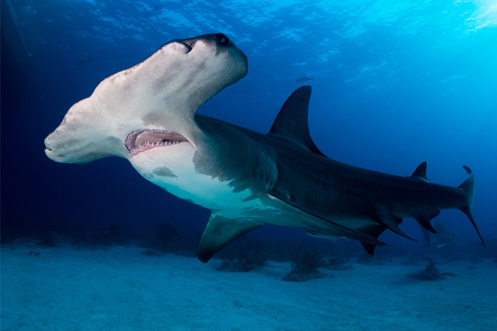 双髻鲨的头是长方形的