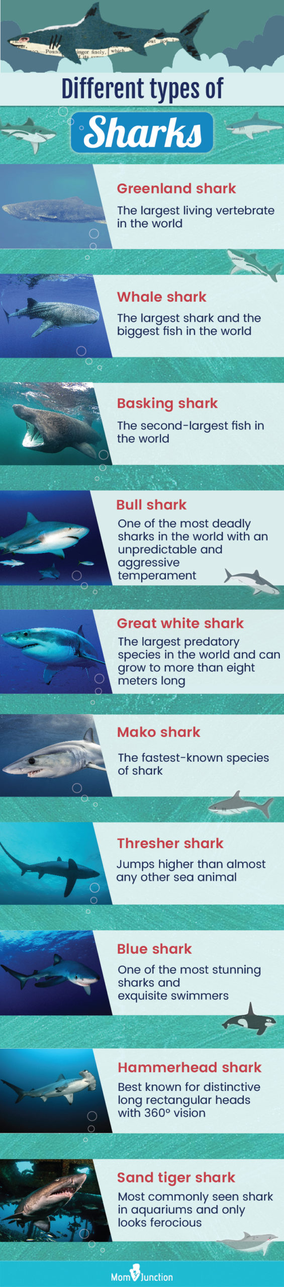 常见的鲨鱼种类(信息图)