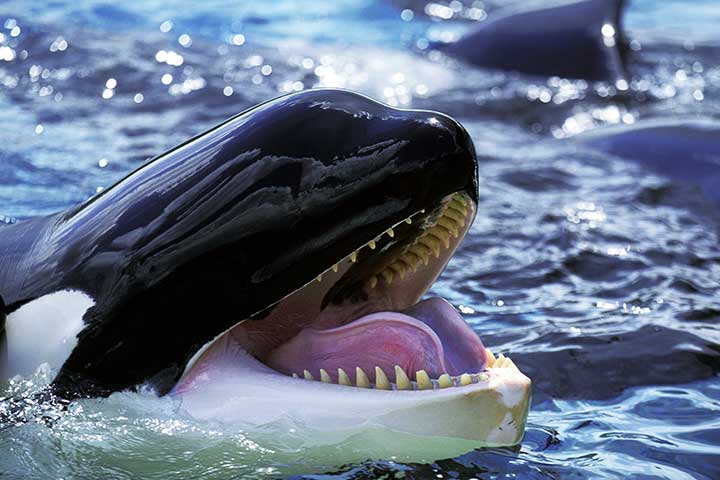 虎鲸，最长寿的海豚